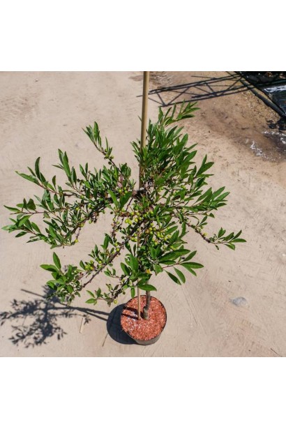 Prunus pumila var. depressa (Shtamb) в горщику